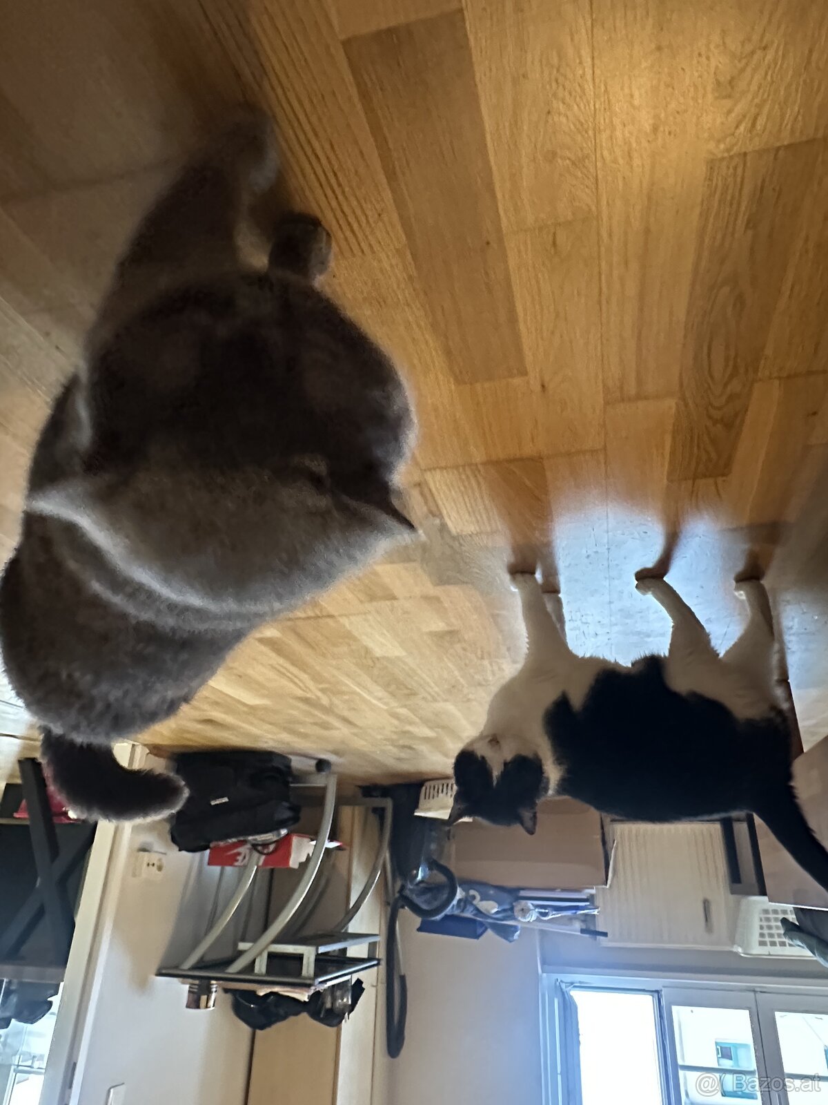 Zwei Katzen zu verschenken