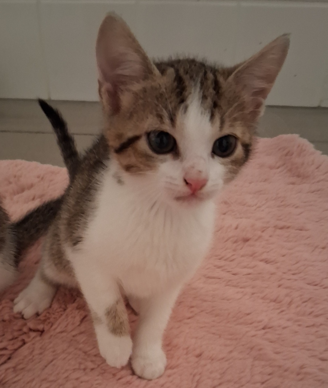 Hauskatze
