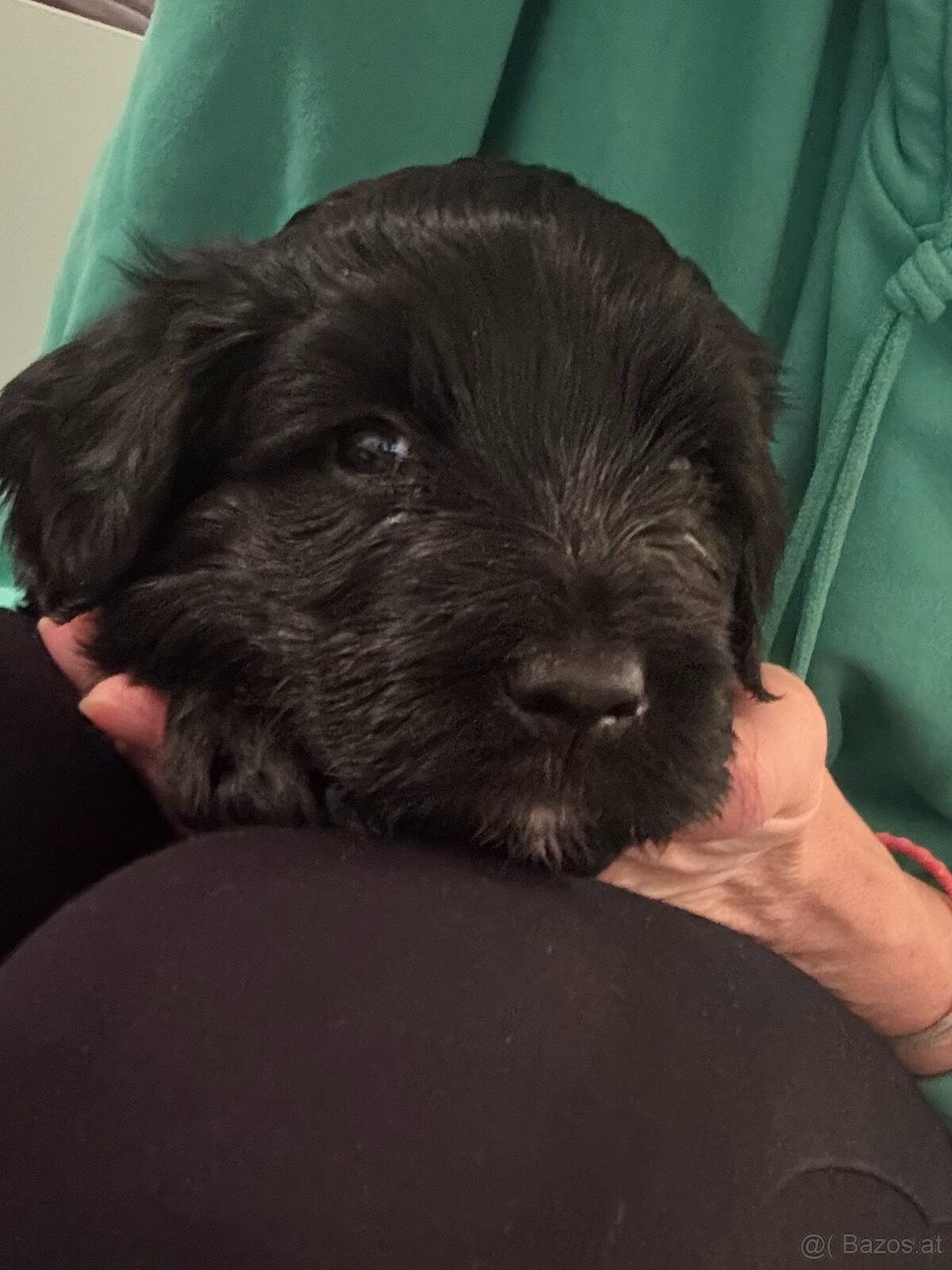 Portugiesische Wasserhundewelpen