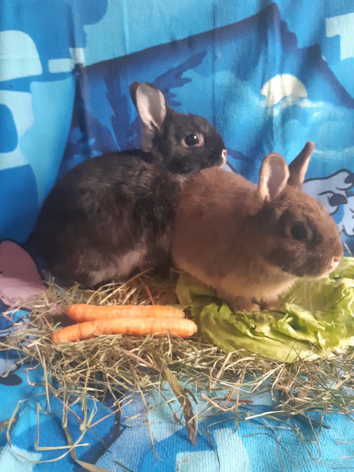 Zwergkaninchen Babys zu vergeben