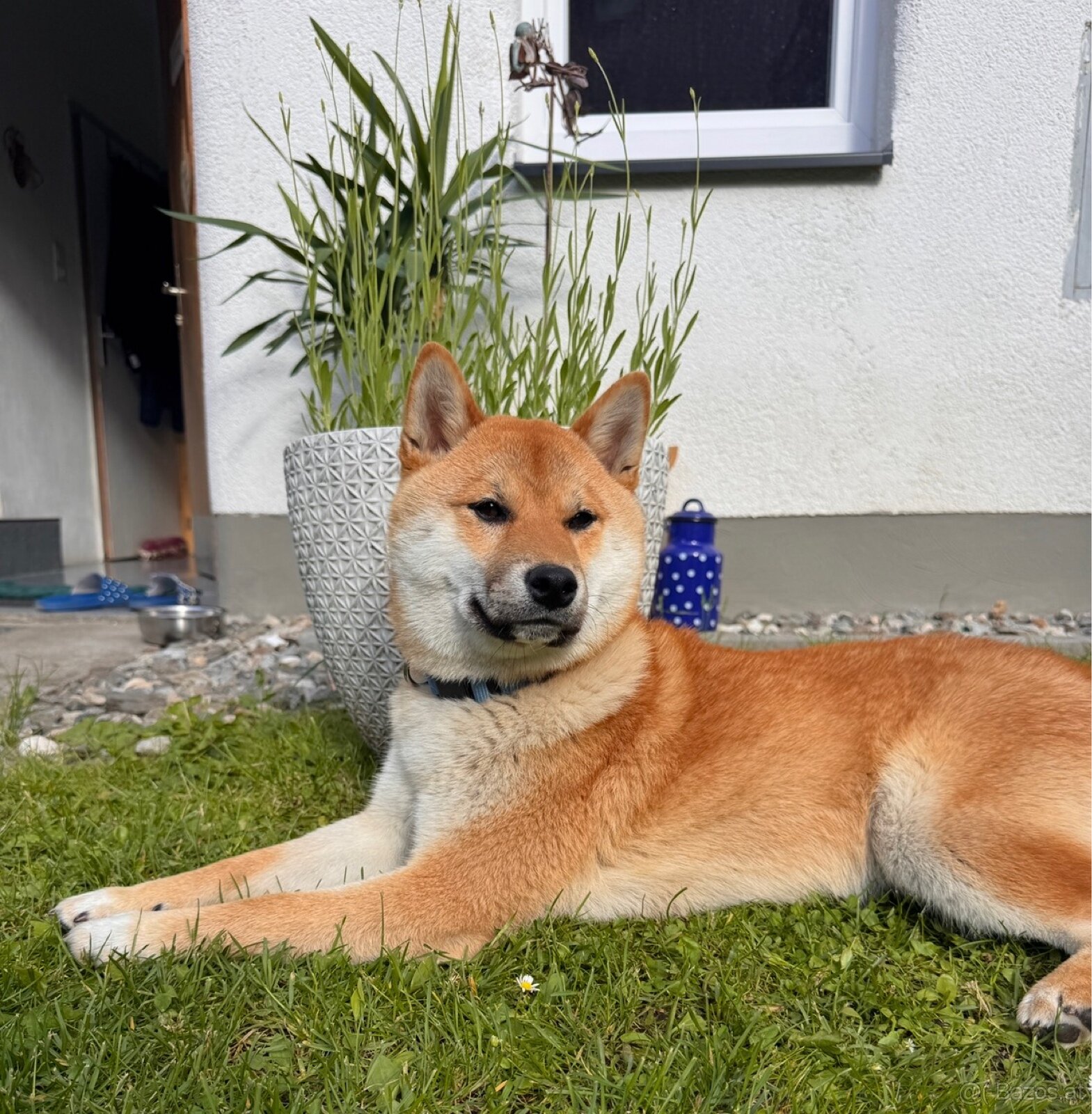 Shiba Inu