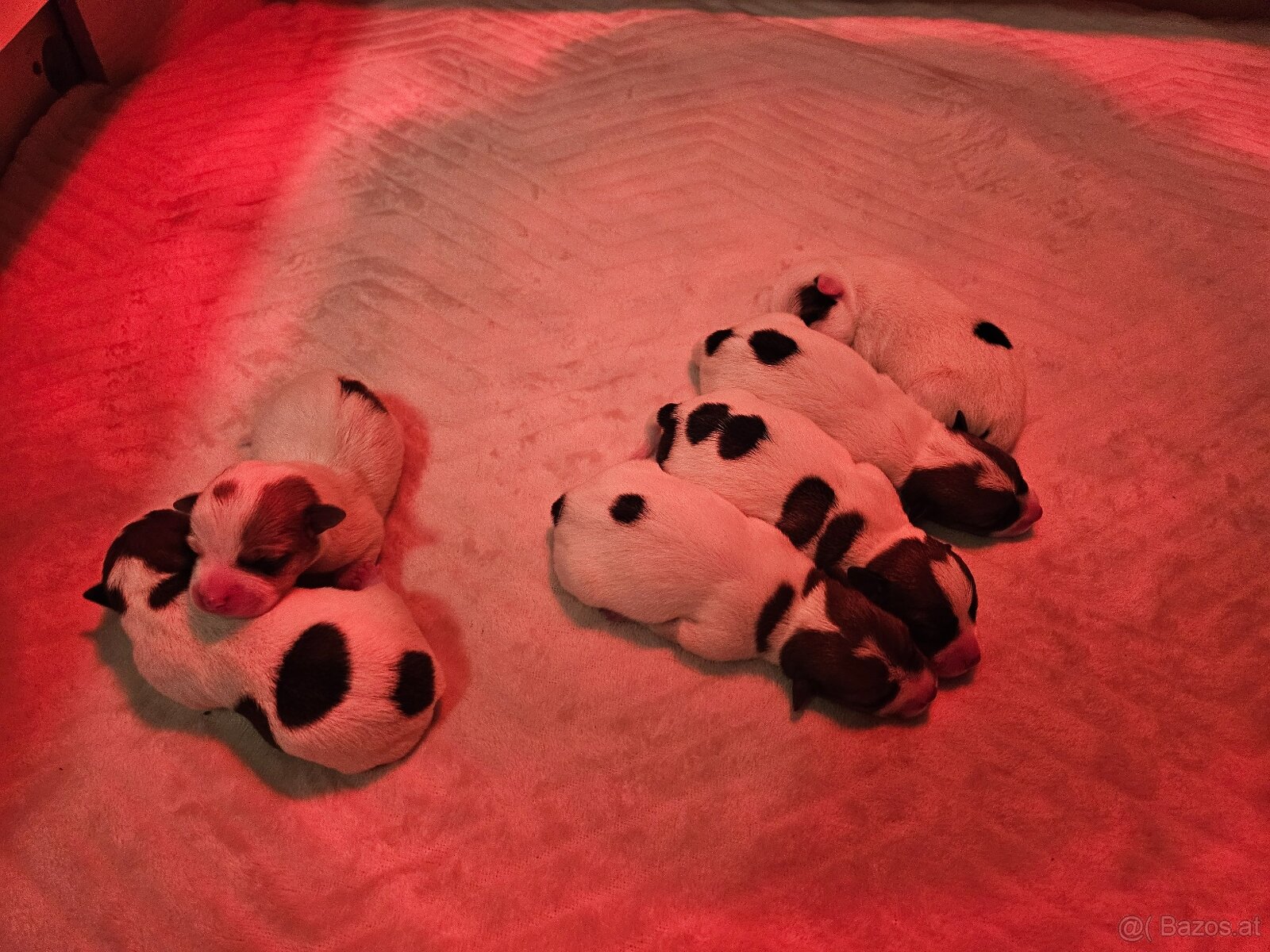 Jack Russell Terrier Welpen gew.13.04.2026