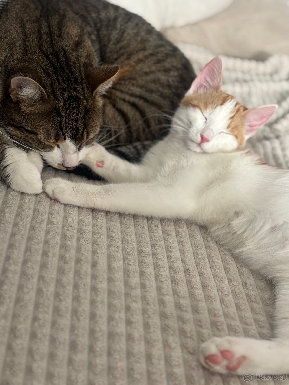 Katzenmädchen zu vergeben