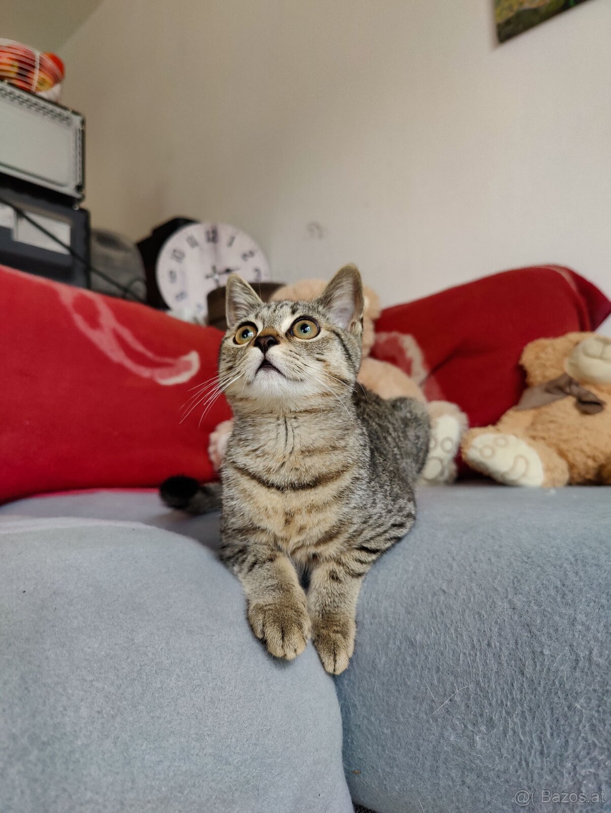 Katze zu vergeben