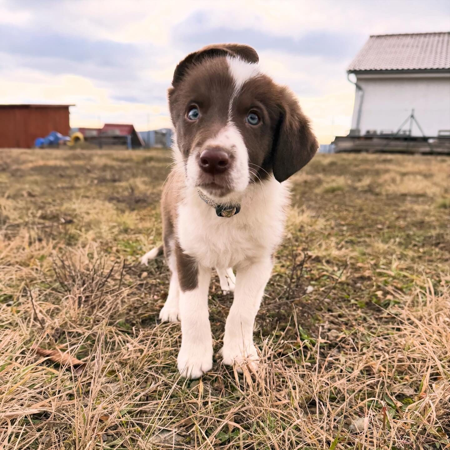 Beautiful Border Collie Puppy Ready to Join Your Family