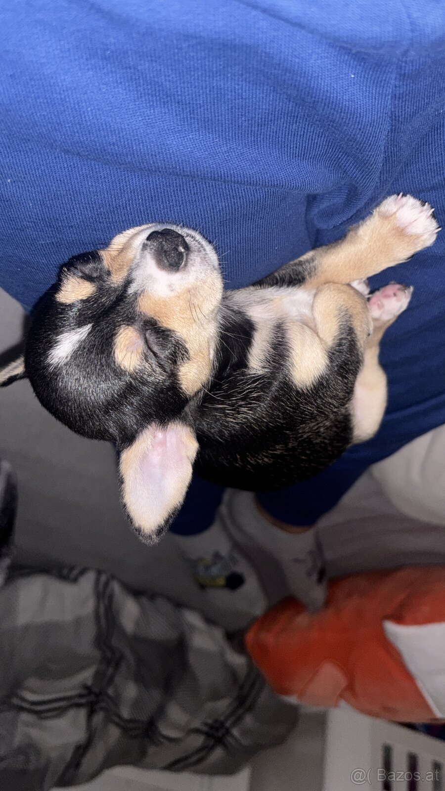 Chihuahua Welpen