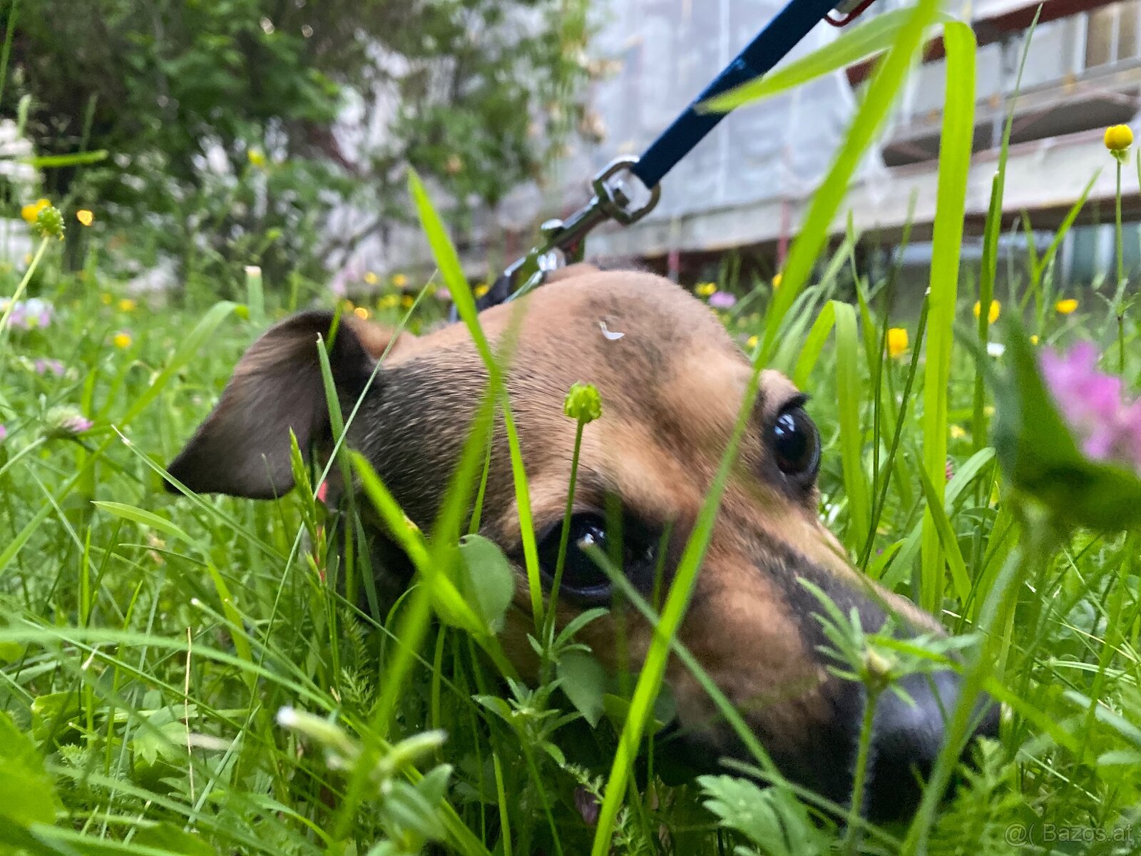 Chihuahua mischlings Dame