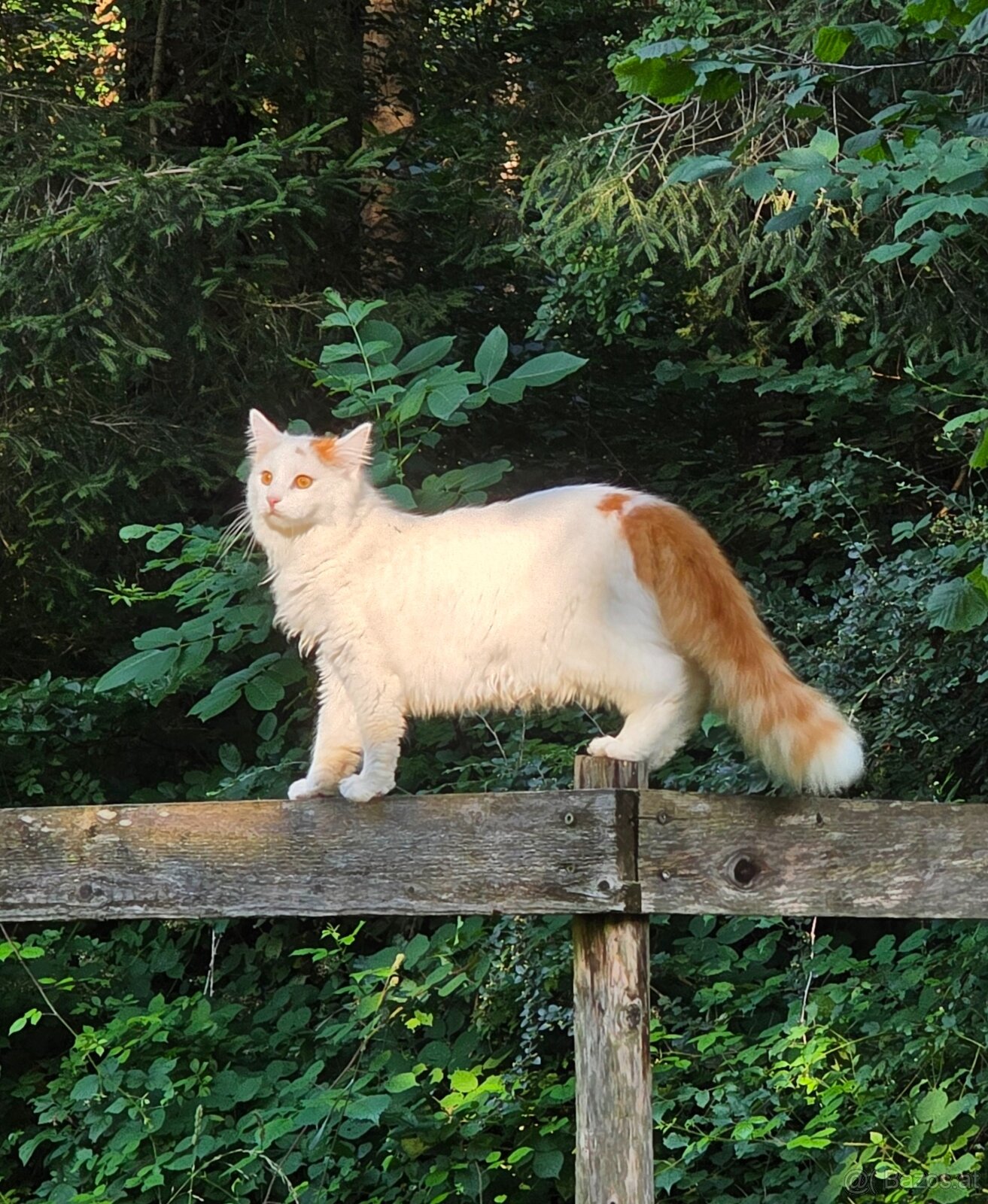 Kater Murzik sucht ein neues Zuhause