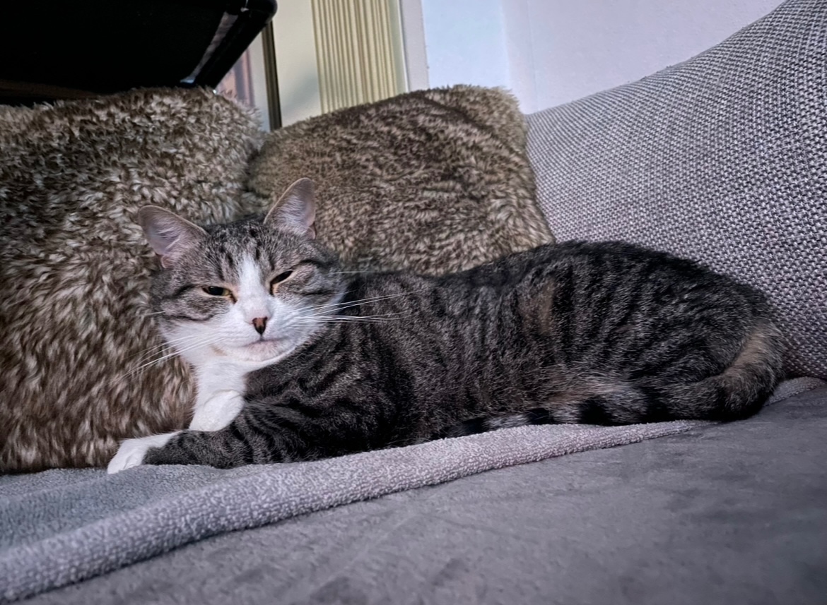 Europäisch Kurzhaar Katze abzugeben