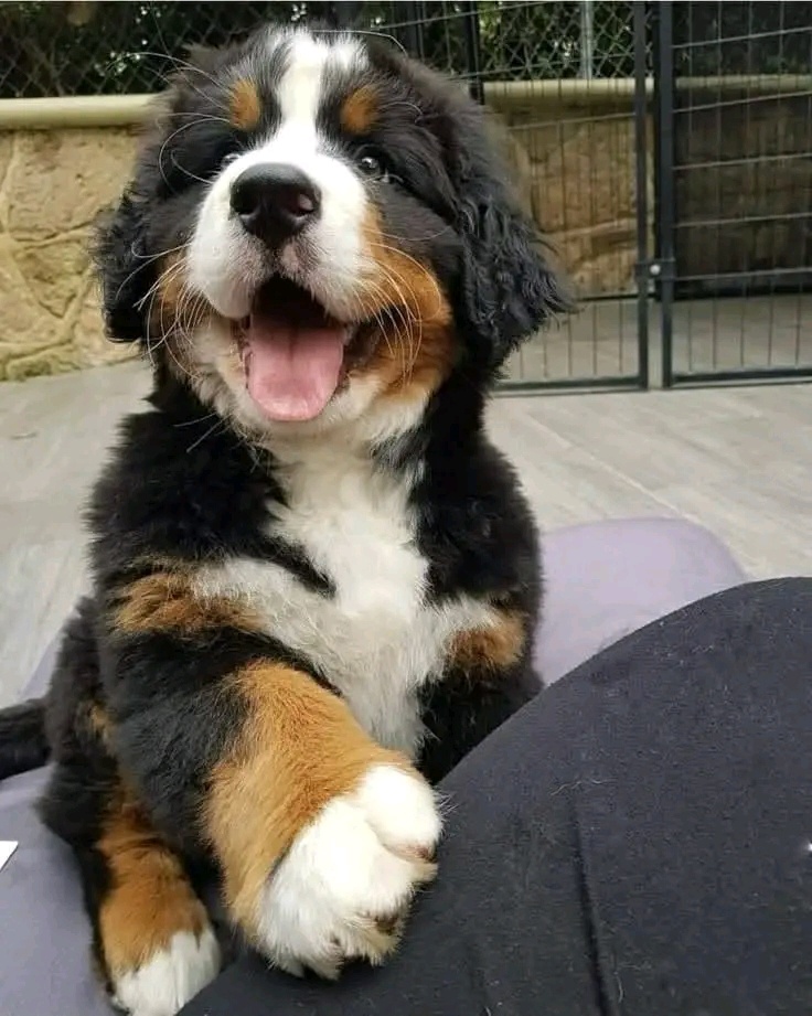 Berner Sennenhundwelpen zu verkaufen