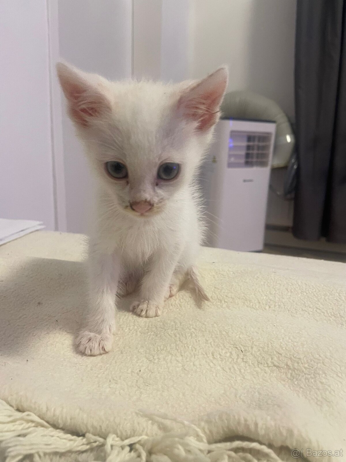 Baby katze