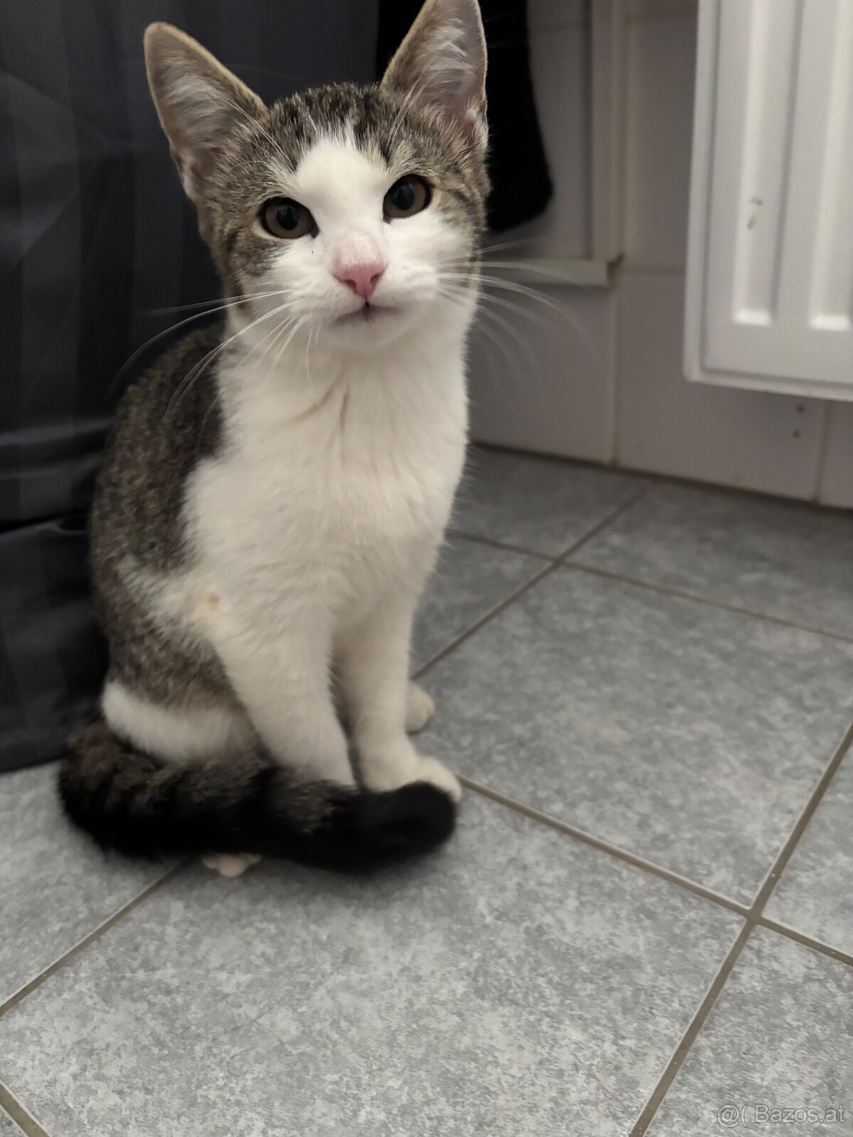Baby Katze