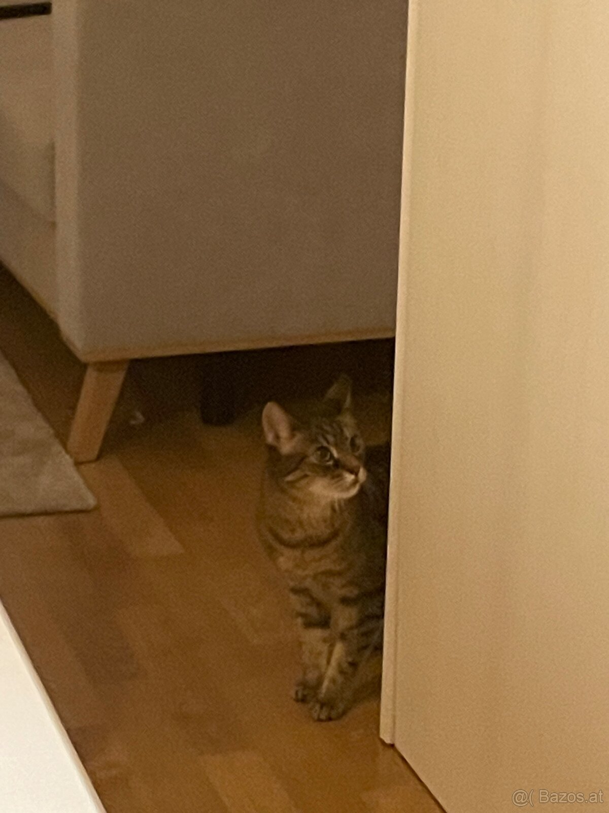 Katze