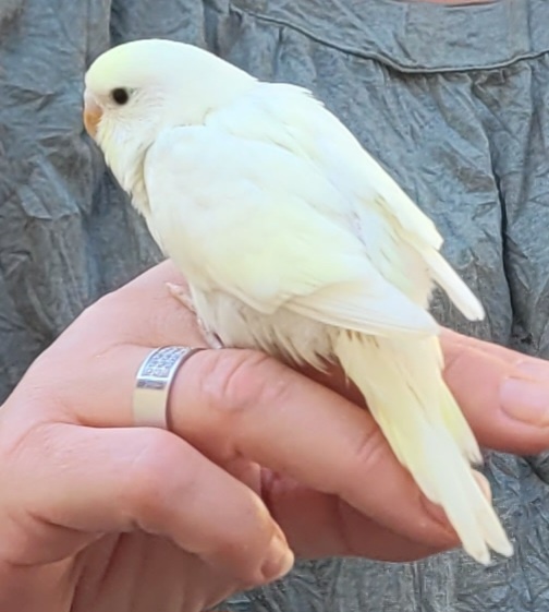 Verkaufe Wellensittiche von 2025