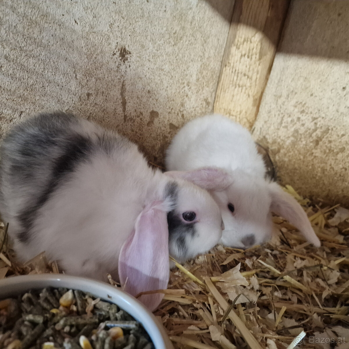 Süße kleine Minilops Häschen