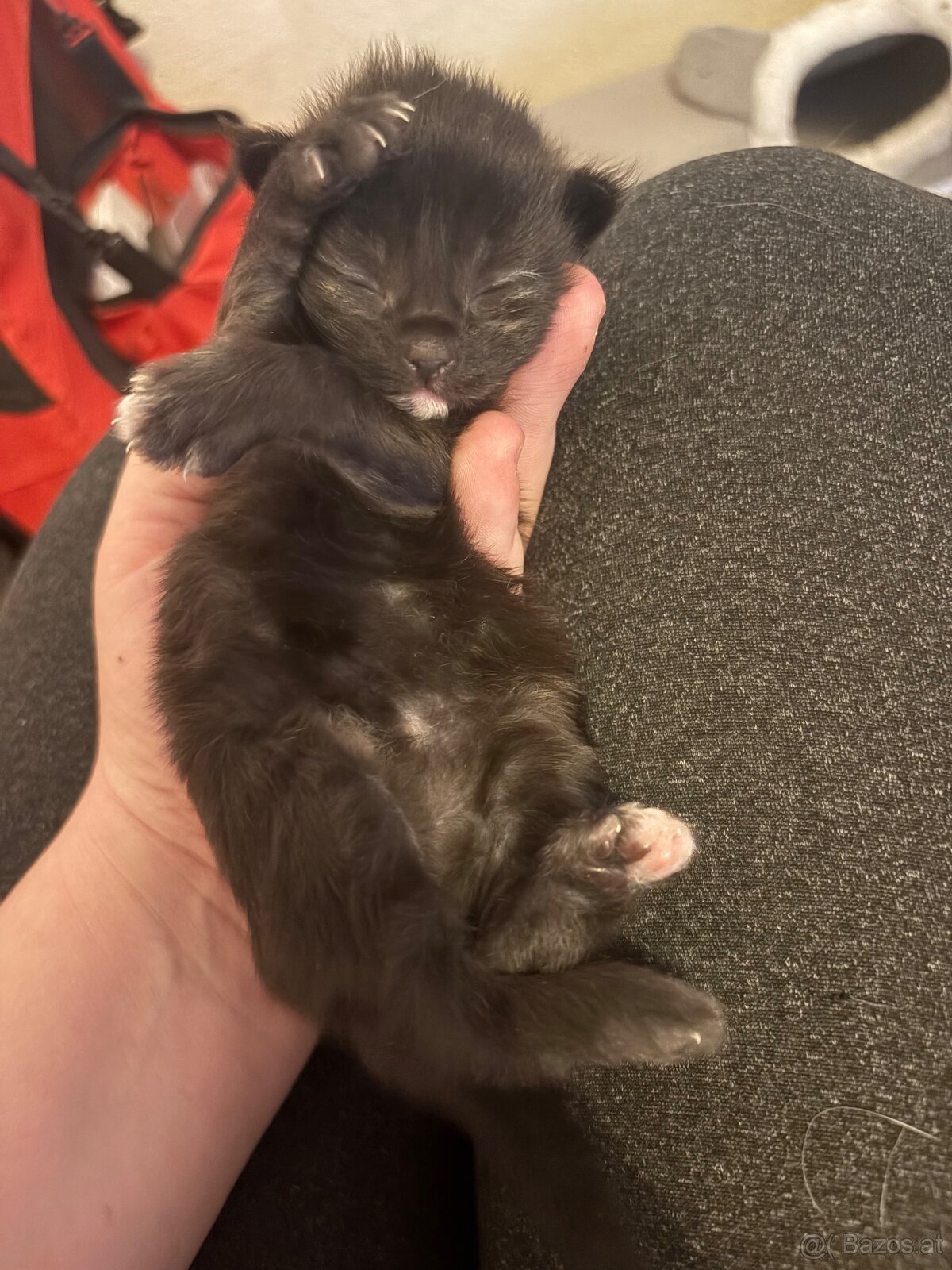 3 Maine Coon Mädels Abgabe ab 09.01.2026