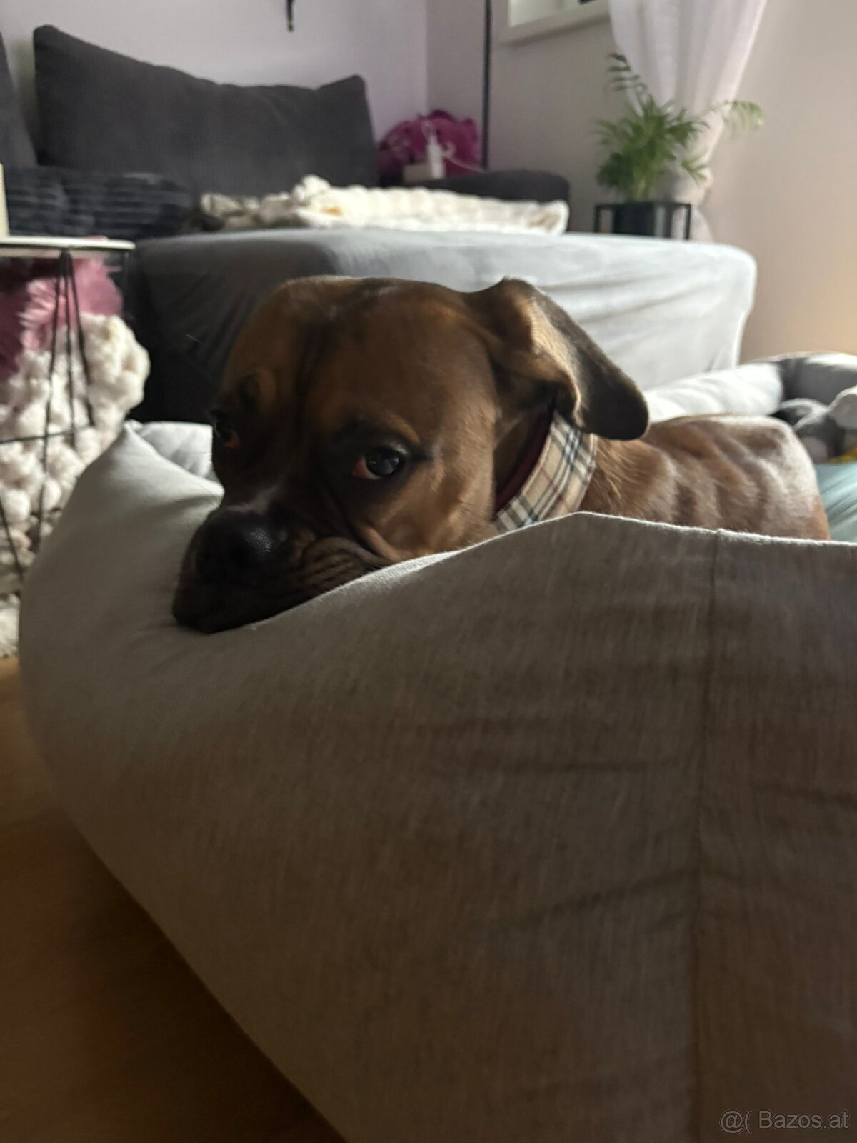 Boxermix Hündin sucht ihre Familie