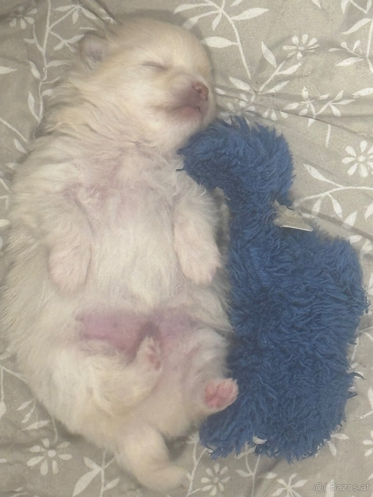 Pomeranian ( Zwergspitz Welpen )