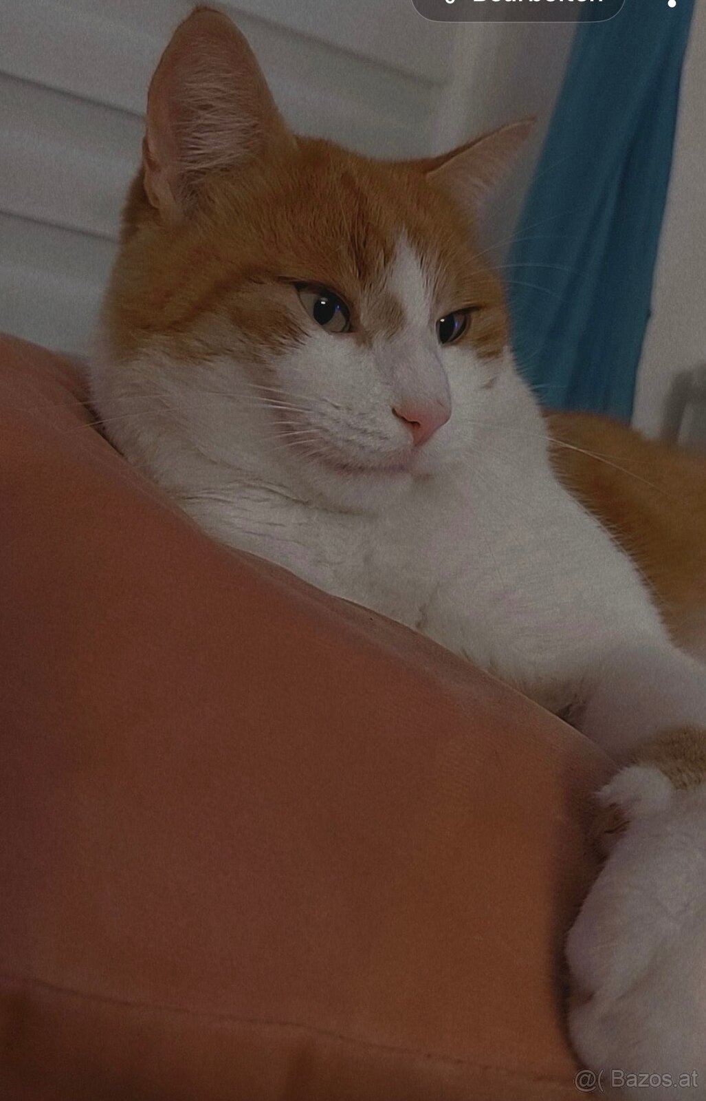 Kater sucht neues Zuhause