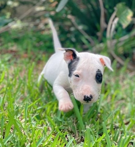 Miniatur Bullterrier Hündin mit Papieren