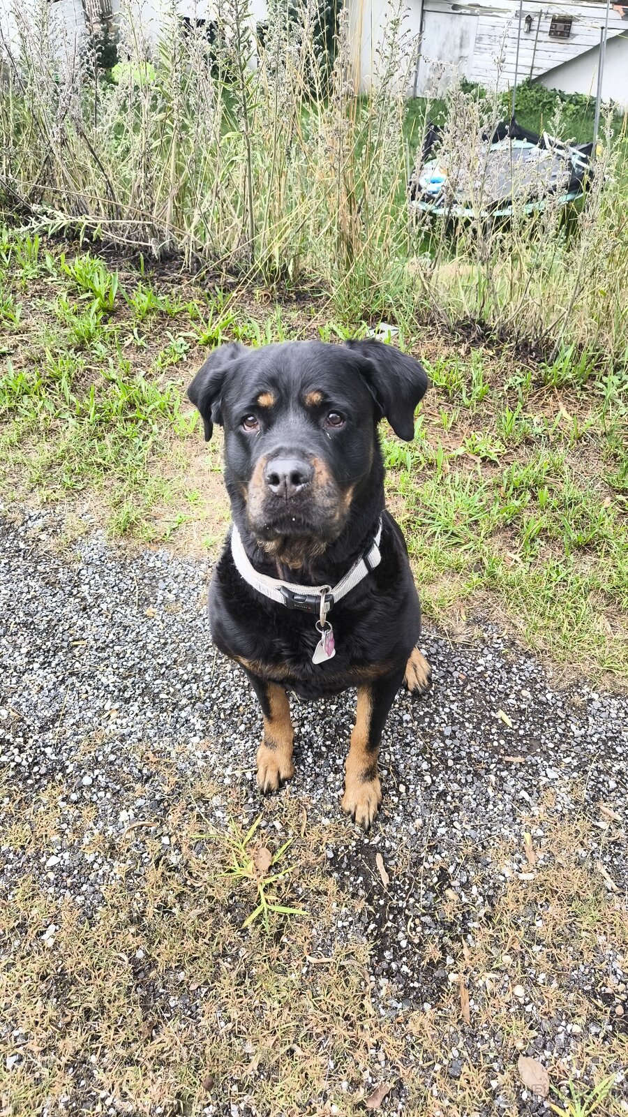 Rottweiler Mix dringend abzugeben