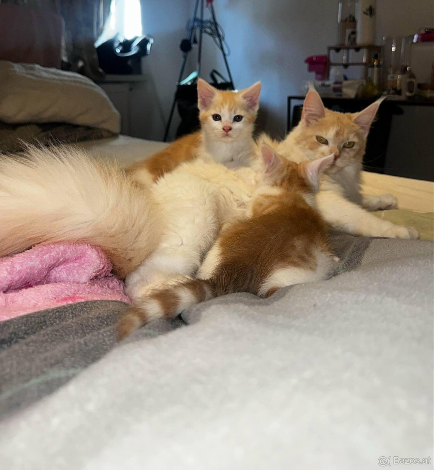 maine coon babys mix