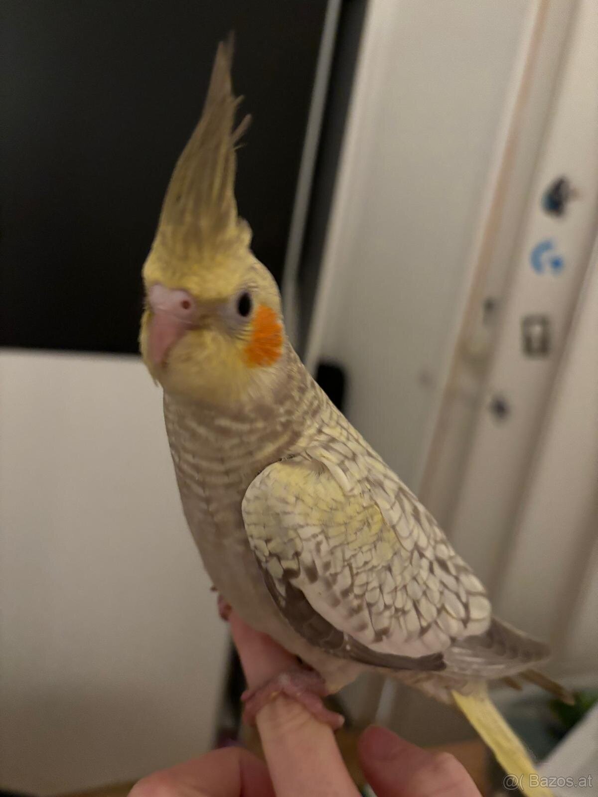 Nymphensittich