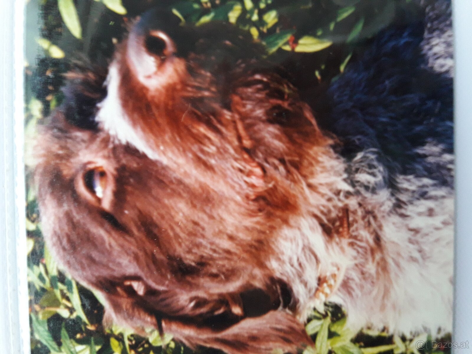 SUCHE DEUTSCH DRAHTHAAR RUDE