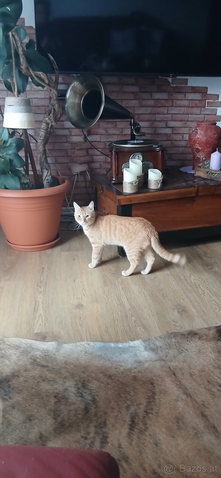 2 Kater suchen ein neues Zuhause