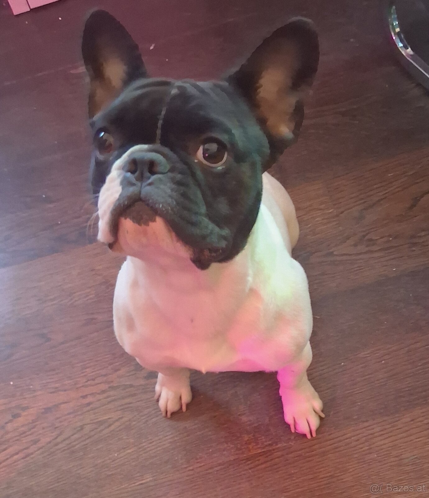 Französische Bulldogge ella