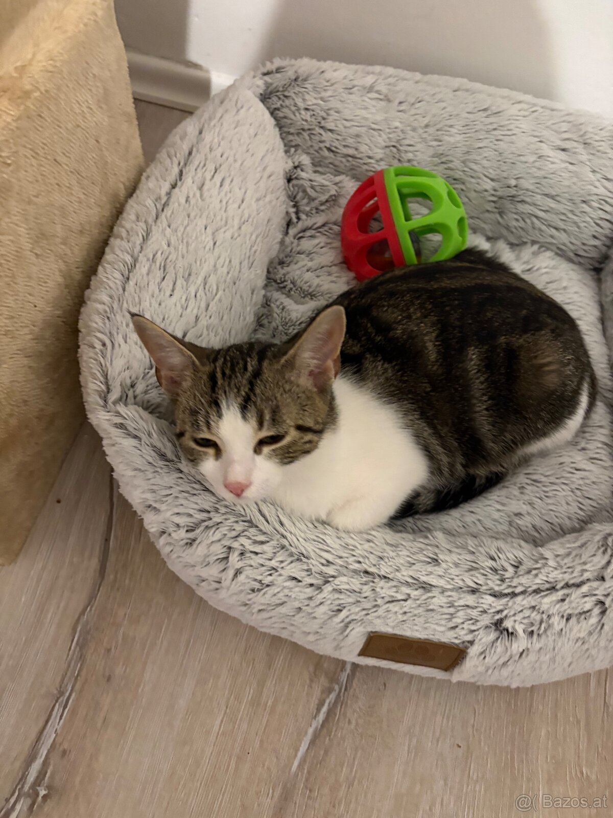 Katze