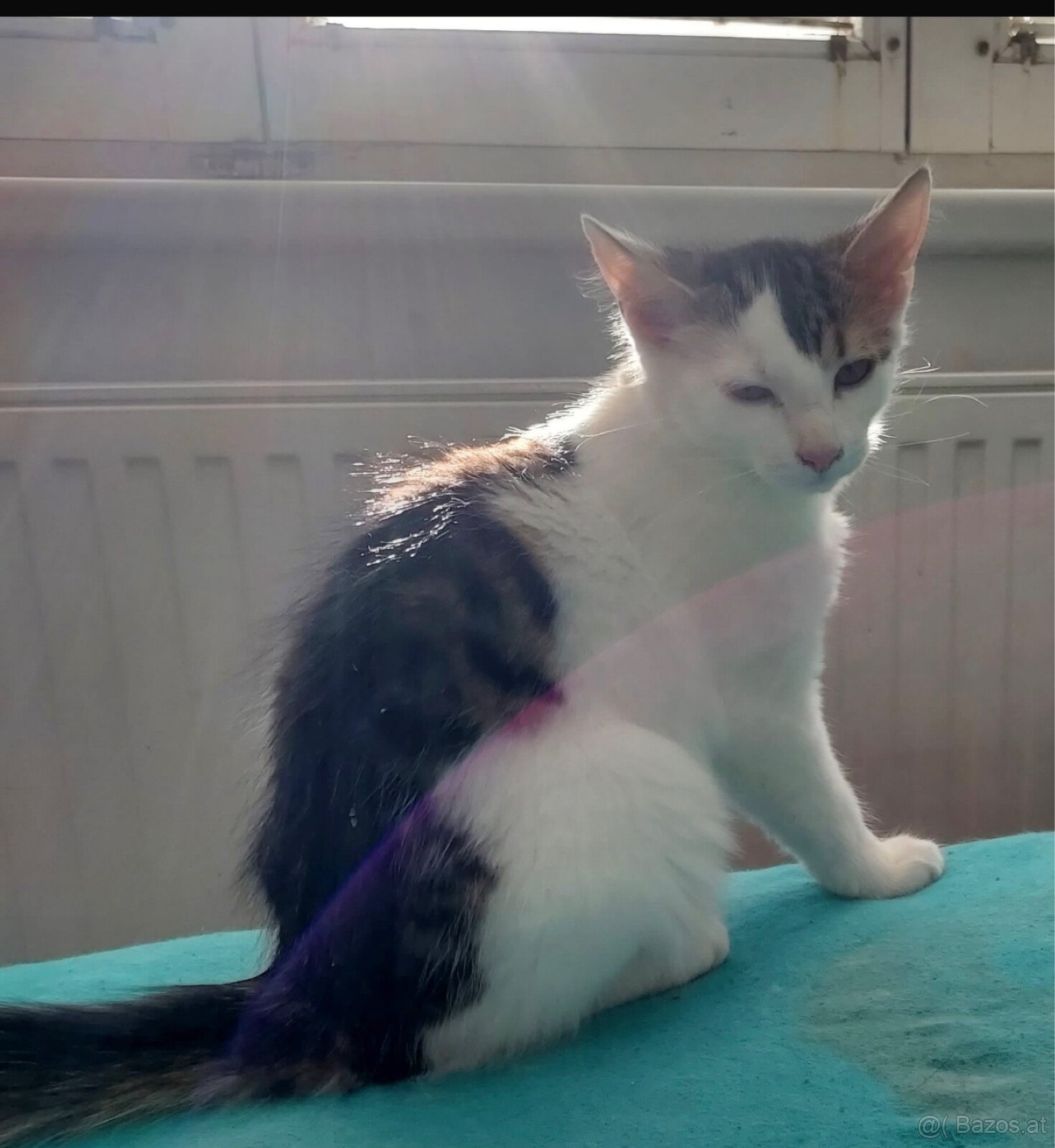 Babykatzen drei Mädchen ein Bub