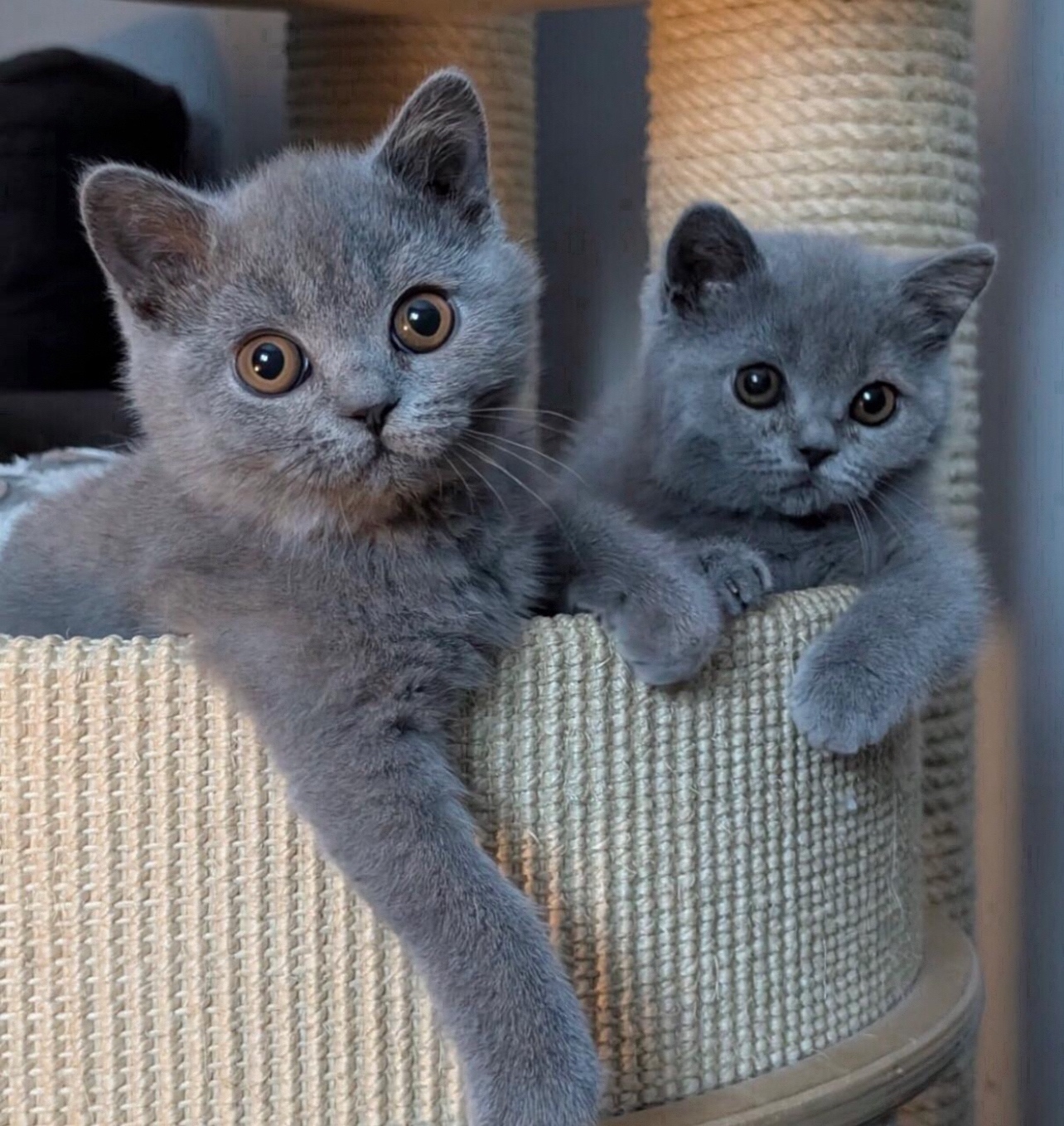 Vier Britisch-Blaue Kätzchen suchen ein neues Zuhause.