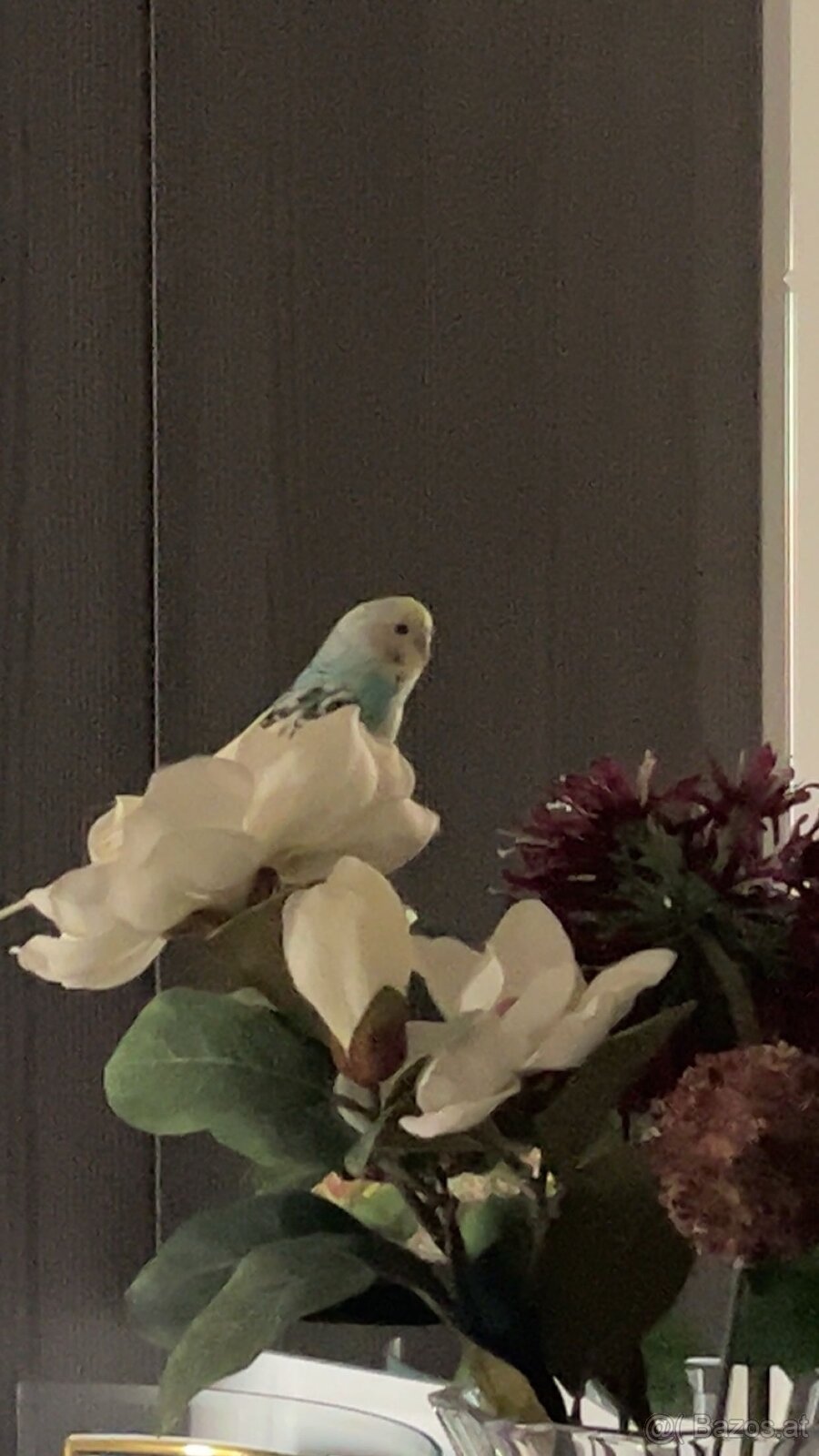 Wellensittiche + käfig