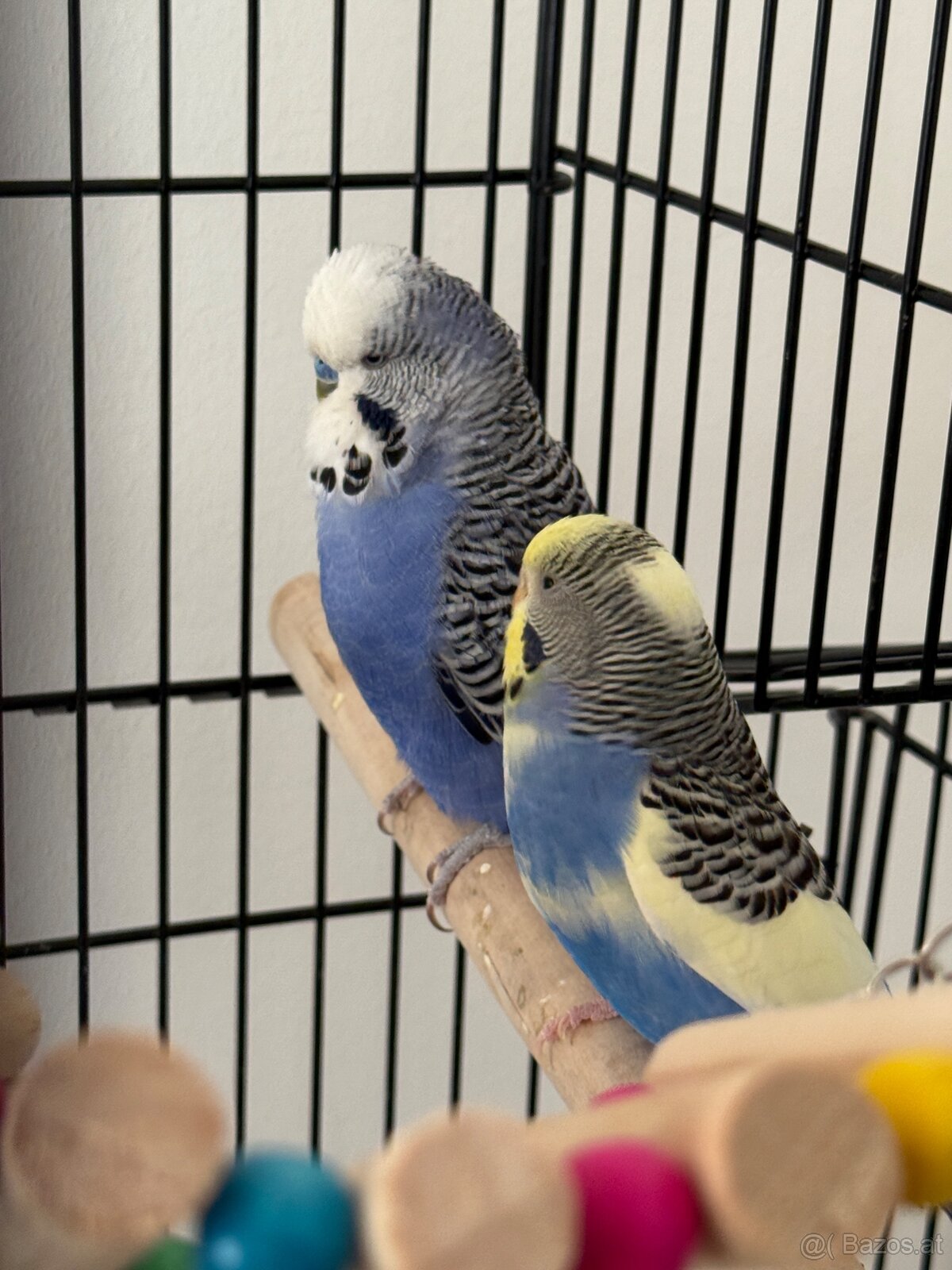 Wellensittich Paar 60€