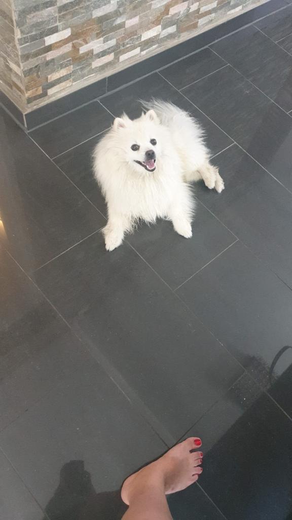 Zwerg spitz pomerenien
