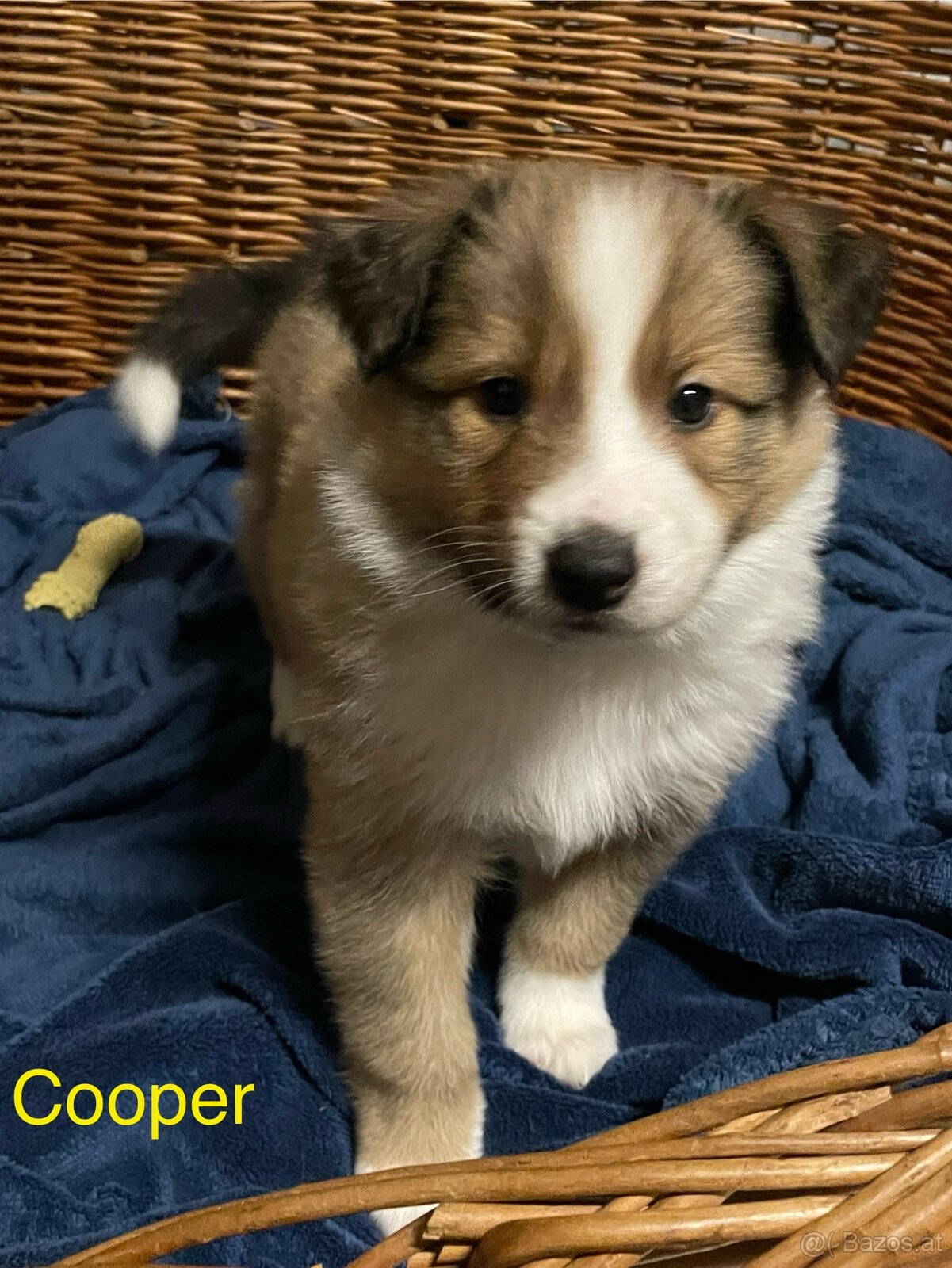 Border Colie/ Colie Welpen