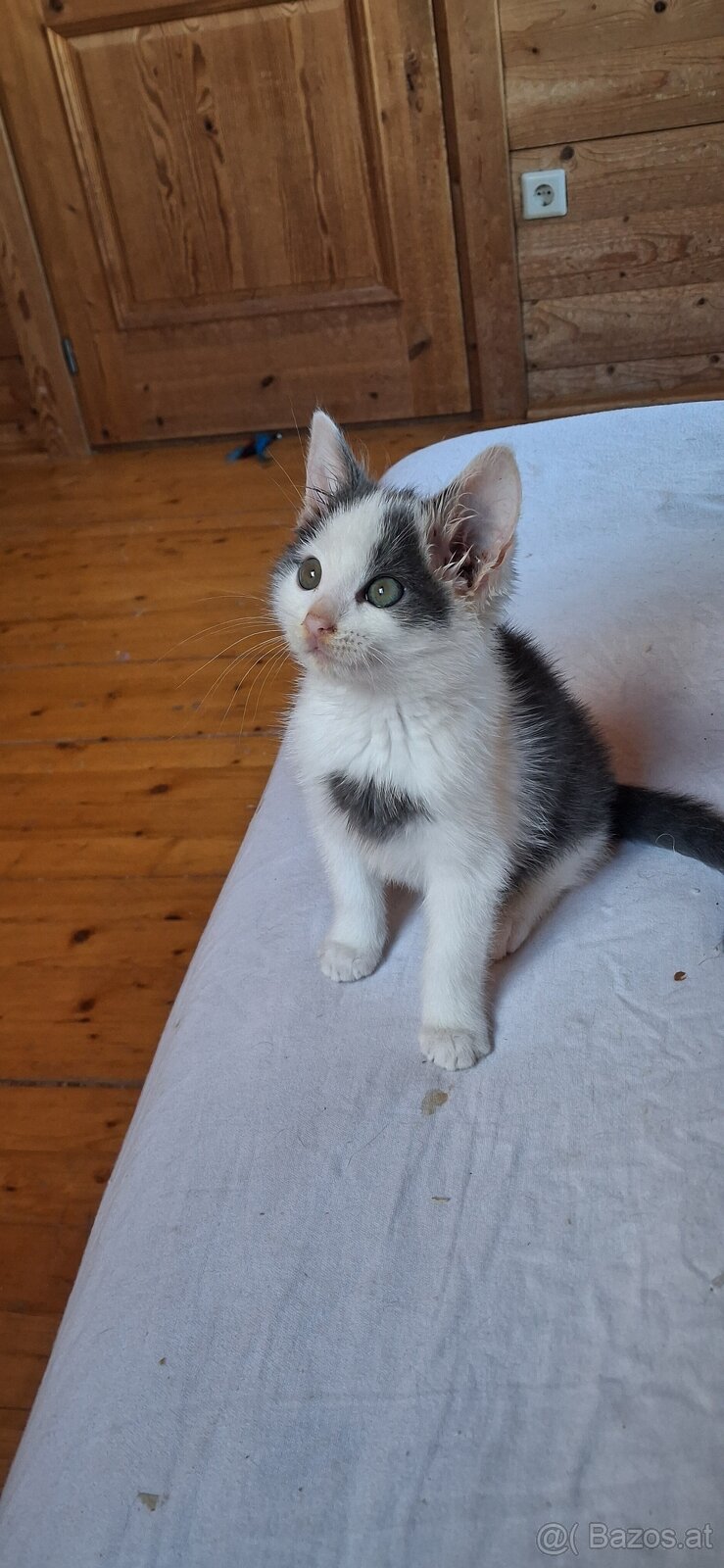 Süsse (langhaar) katzenbabys suchen liebevolles zuhause