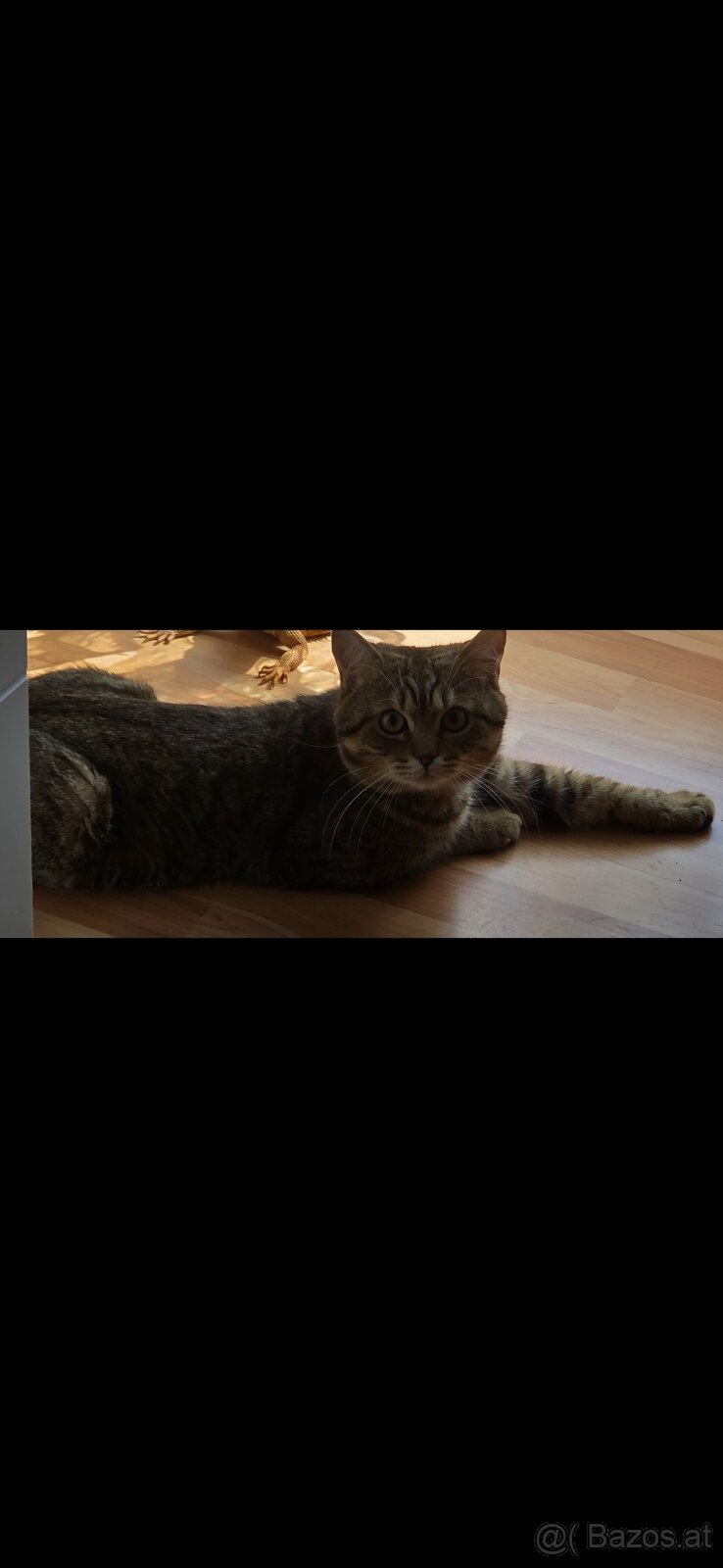 Katze zu verschenken