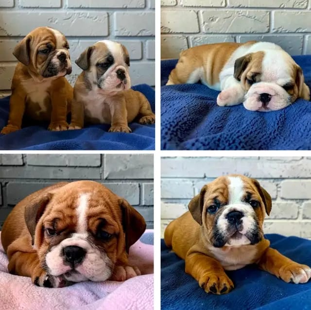 Wunderschöne englische Bulldoggen welpen