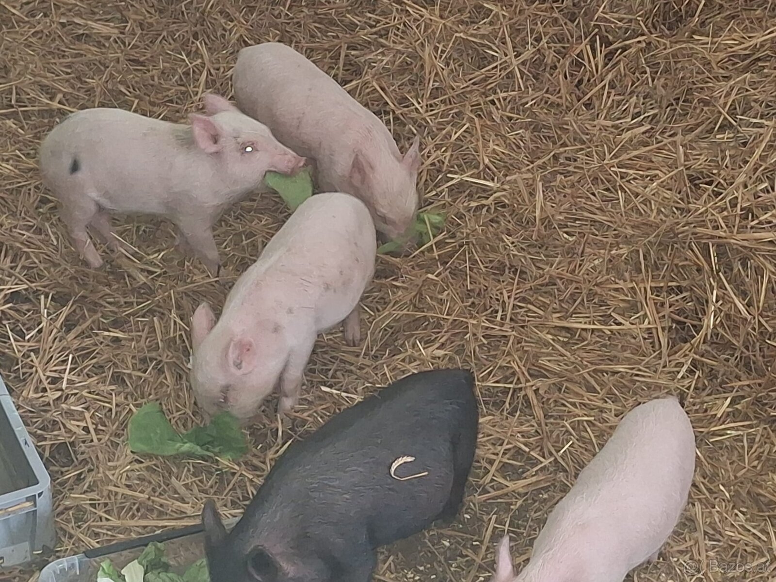 Mini schweine zuvergebeb