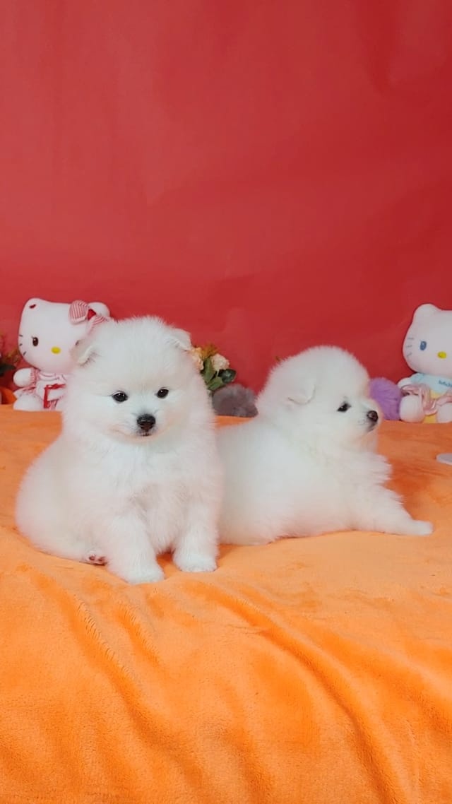 Wunderschöne Zwergspitz-Pomeranian welpen
