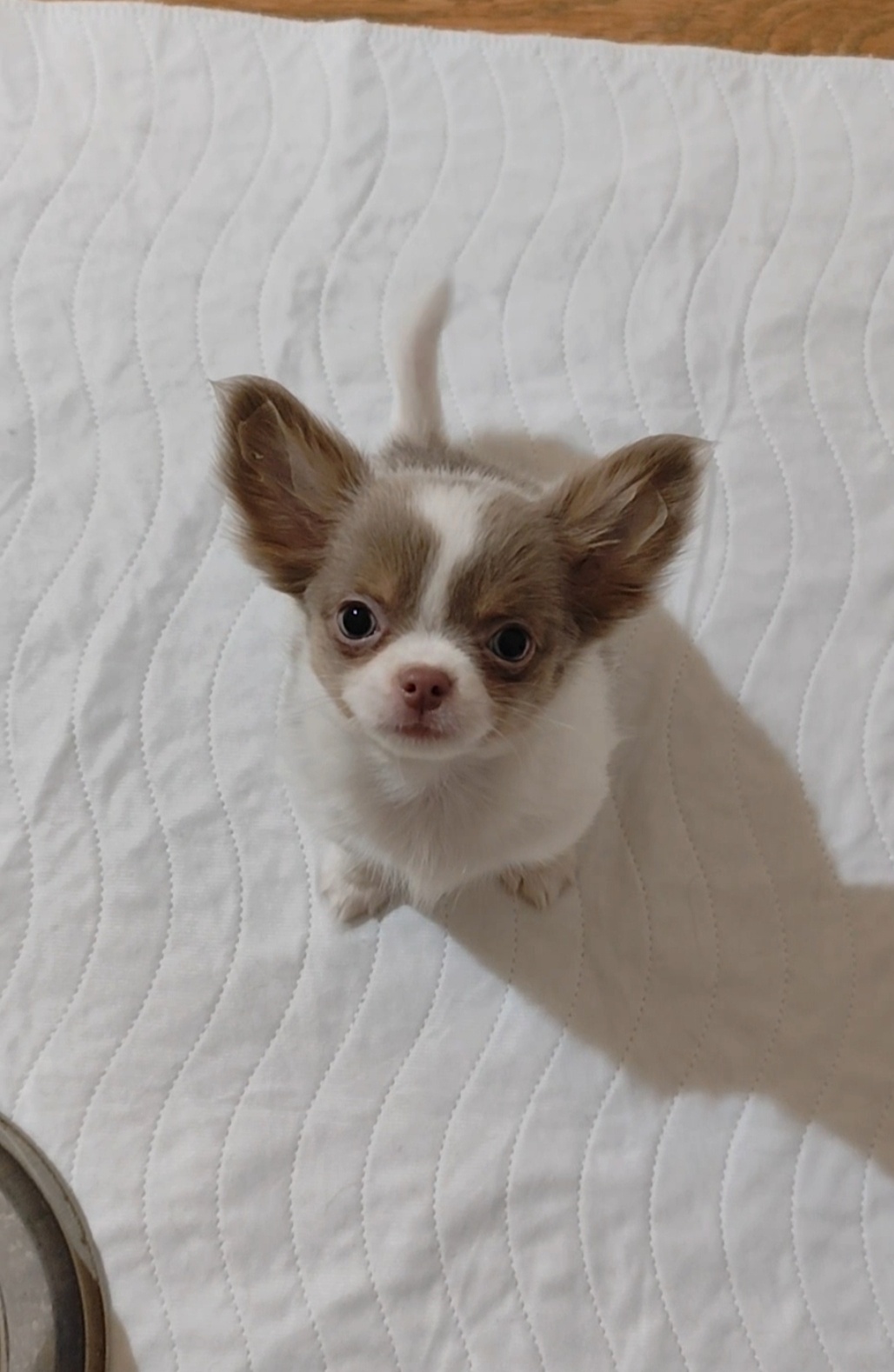Chihuahua mit einer Ahnentafel FCI