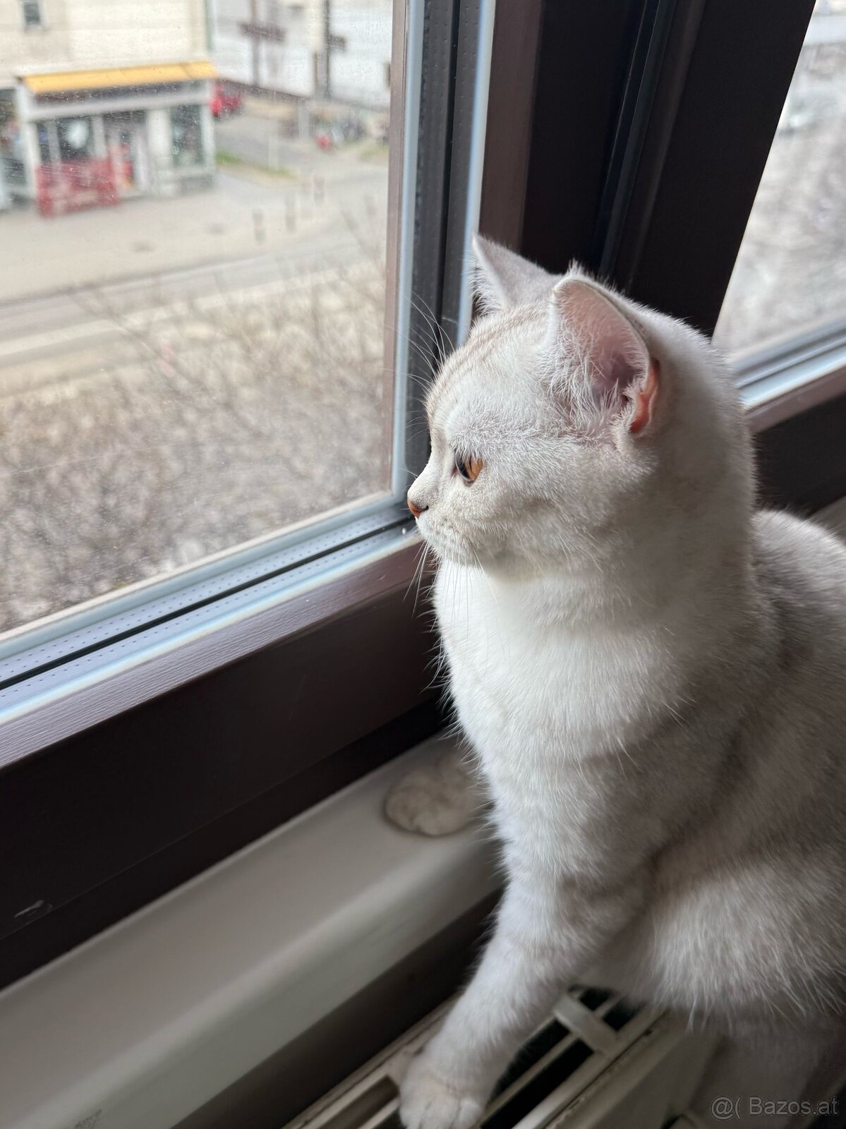 Britisch Kurzhaar Katze