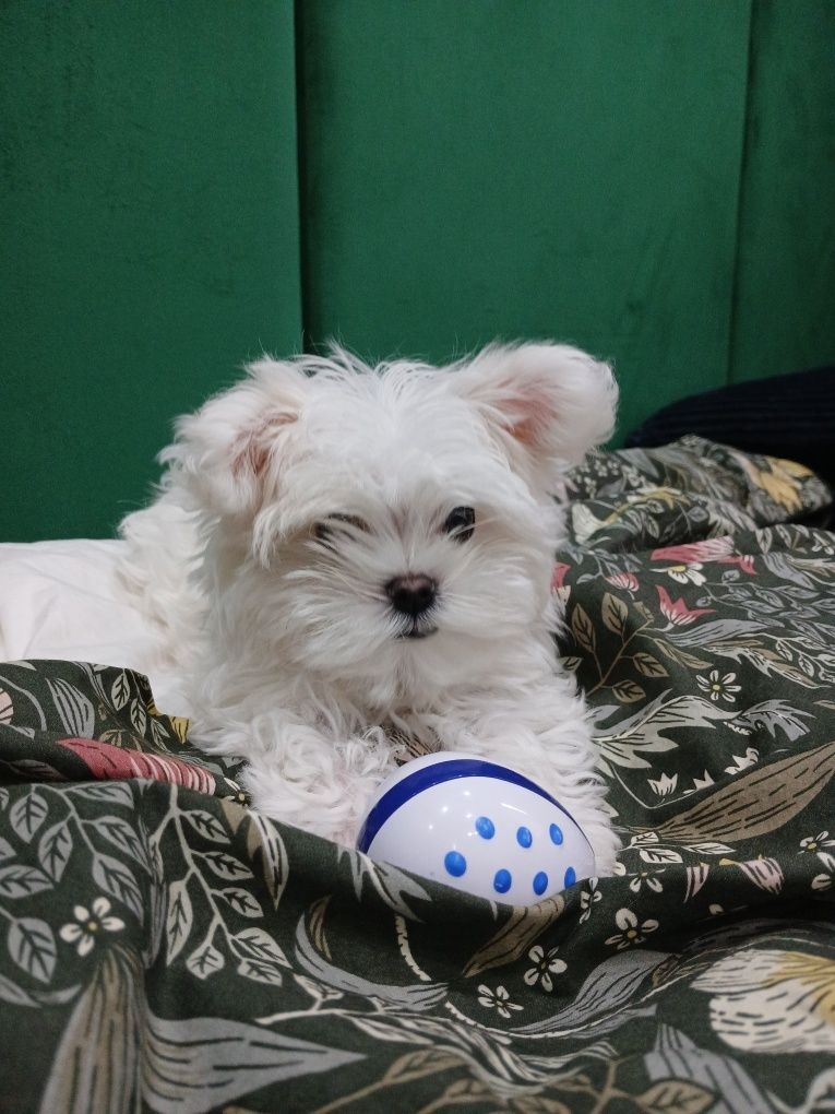 WhatsApp +4915510295604 Malteser Hund verfügbar
