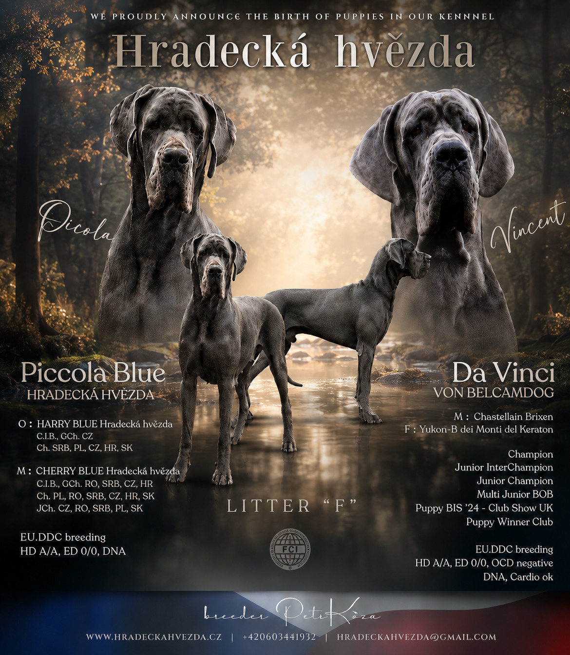 Deutsche Dogge blau