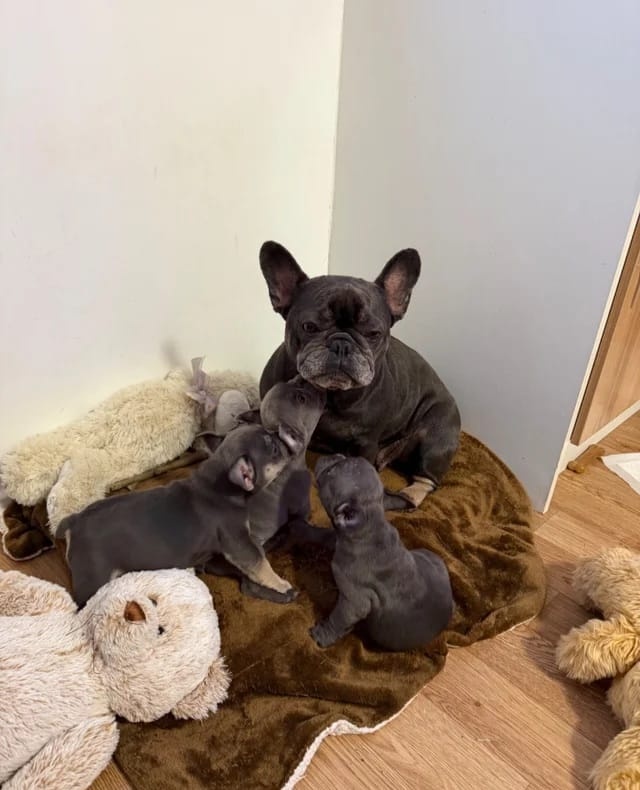 Französische Bulldoggen welpen
