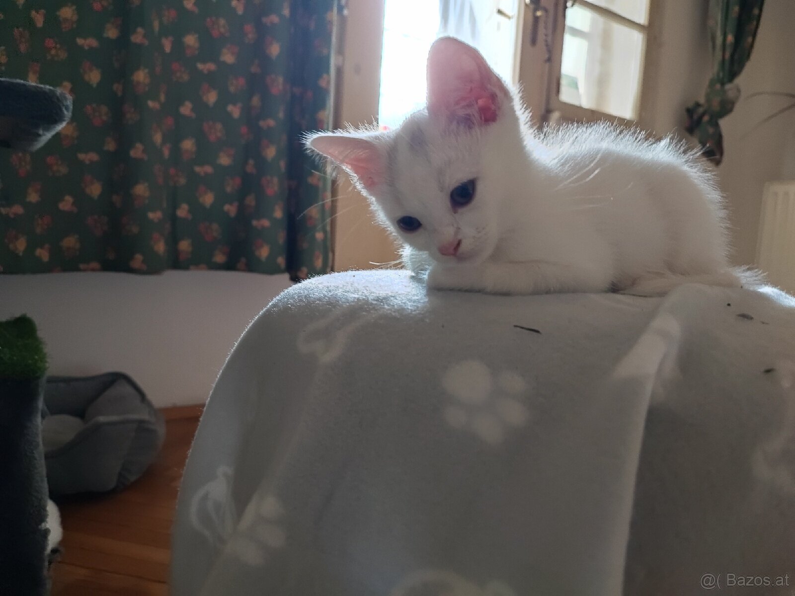 Katzen baby