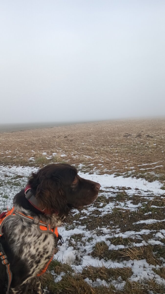 Kleiner Münsterländer