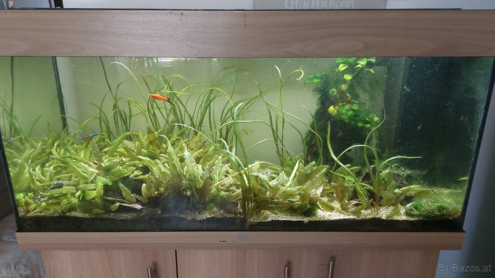 JUWEL Rio 240